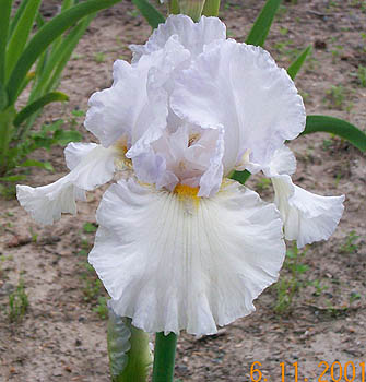 Iris-Aaron's Bonus