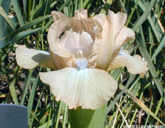 Iris-Ahwahnee Princess