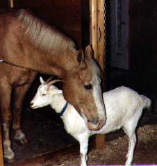 Albert and Abbie