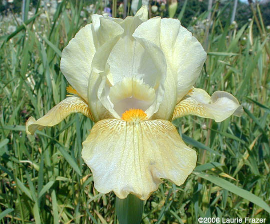 Iris-Alentejo