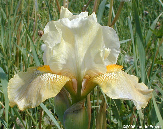 Iris-Alentejo