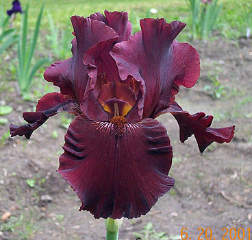 Iris-Almaden