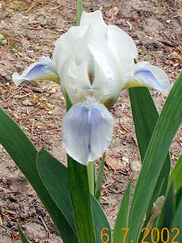 Iris-Alpine Lake