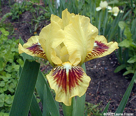 Iris Amazon Princess