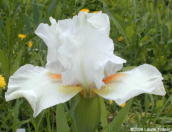 Iris Angel Heart