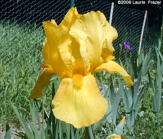 Iris Antigone