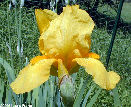 Iris Antigone