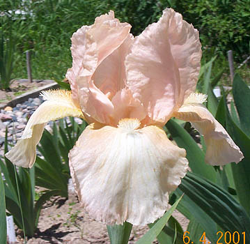 Iris Appleblossom Pink