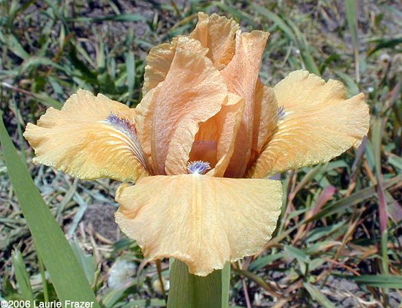 Iris Apricot Party