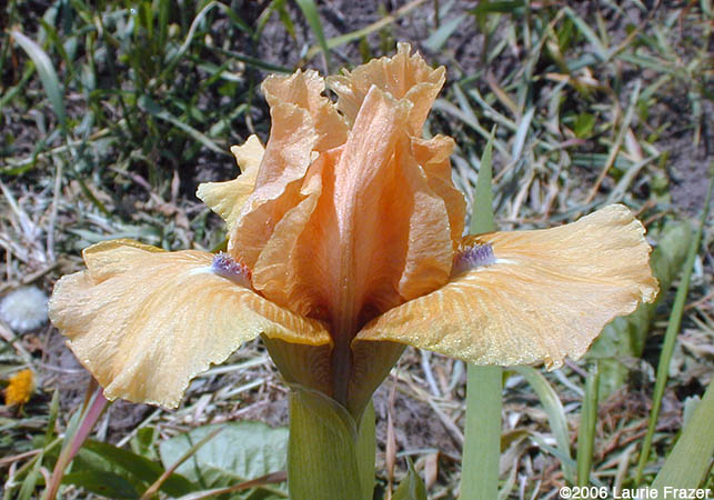 Iris Apricot Party