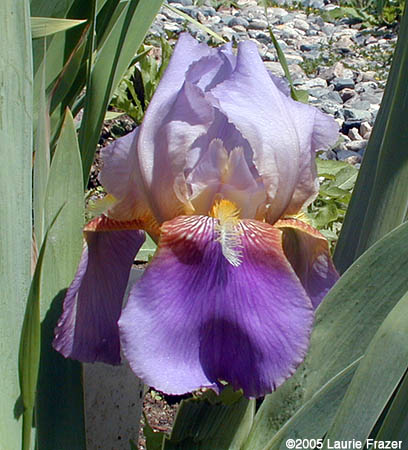 Iris Asia