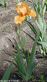 Iris Astounded stalk