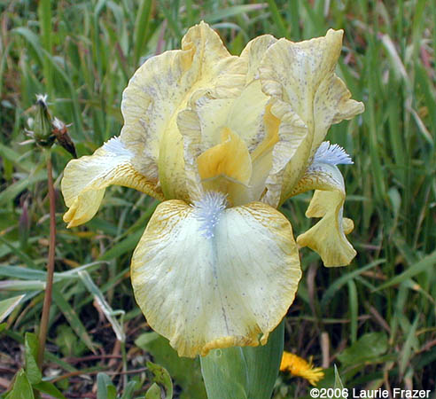 Iris Auroralita