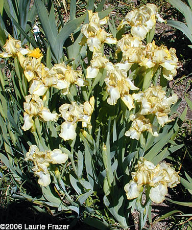 Iris Auroralita