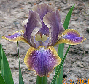 Iris Aurora Sea