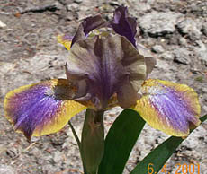 Iris Aurora Sea