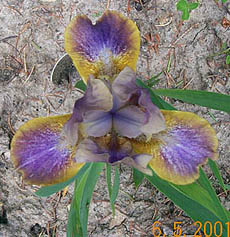 Iris Aurora Sea