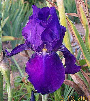 Iris Autumn Bugler