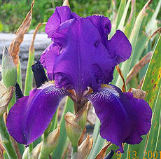 Iris Autumn Bugler