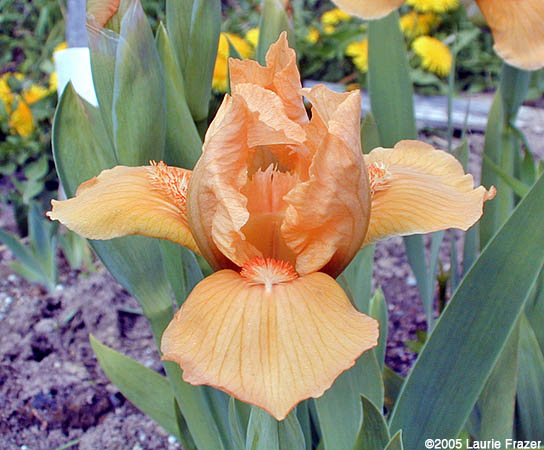 Iris Autumn Maple