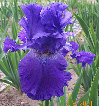 Iris Autumn Thunder