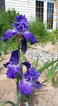 Iris Autumn Thunder