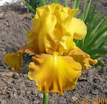 Iris Aztec Treasure