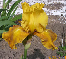 Iris Aztec Treasure