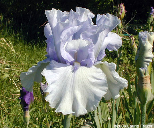 Iris Azure Whir