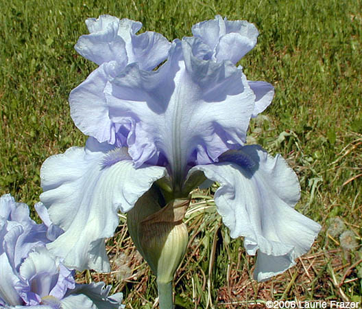 Iris Azure Whir