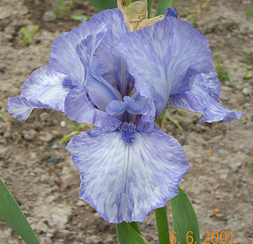 Iris Baby Blue Marine