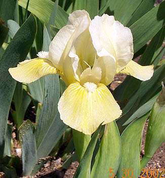 Iris Baby Boom