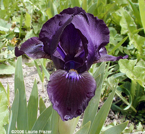 Iris Baby Prince