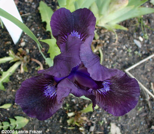 Iris Baby Prince