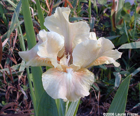 Iris Ballet Lesson