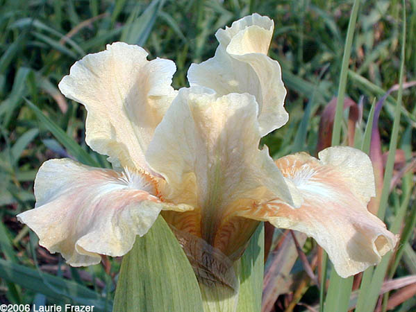 Iris Ballet Lesson