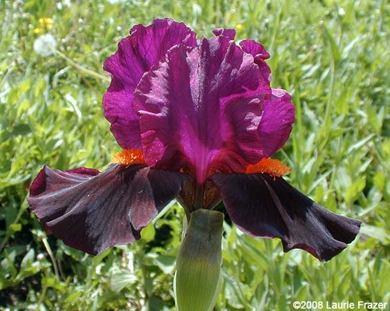 Iris Banshee