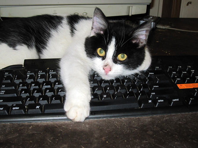 cat on the keyboard