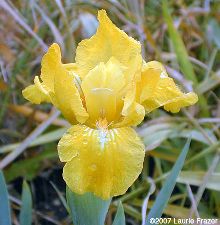 Iris Cache of Gold