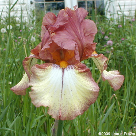 Iris Caldron Fire