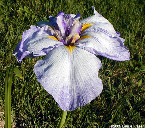 Iris Cascade Crest