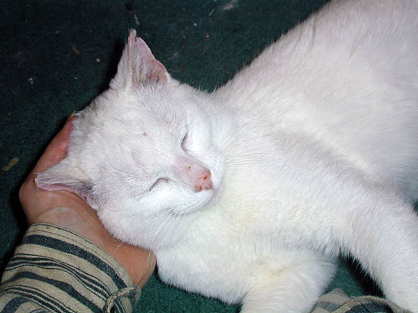 cat feather sleeping on a hand