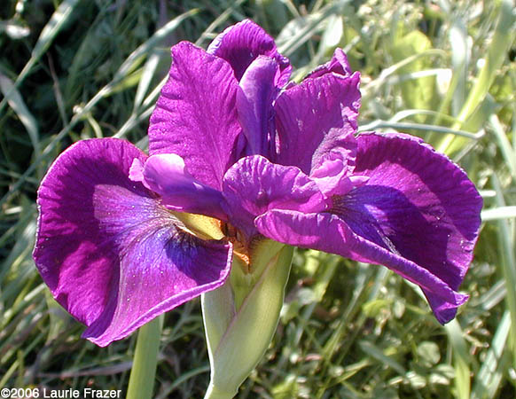 Iris Devil's Dream