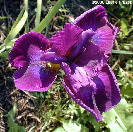 Iris Devil's Dream