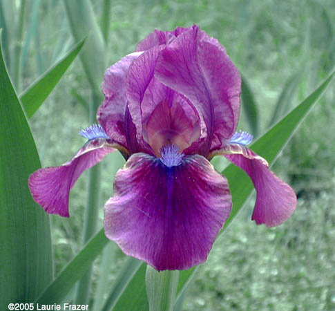 Iris Fakirsfire