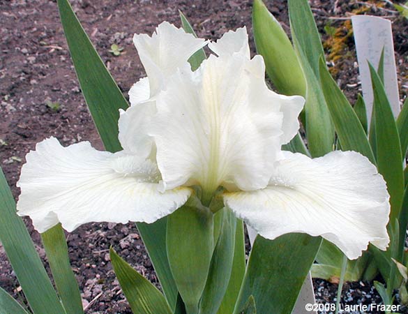 Iris Favorite Angel