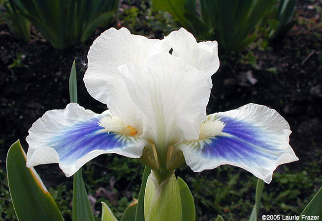 Iris Gentle Grace