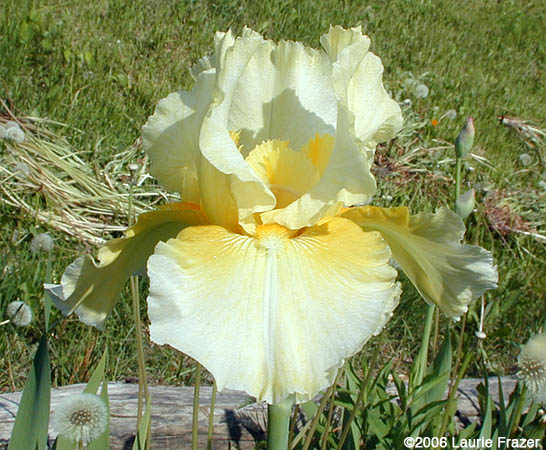 Iris Gilded Cream