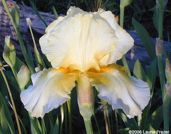 Iris Gilded Cream