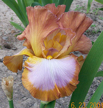 Iris Ginger Swirl